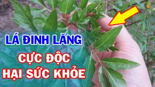 Tưởng Lá Đinh Lăng Tốt AI NGỜ Uống Theo Cách Này, ĐỘC HƠN THUỐC CHUỘT