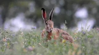 Заяц в люцерне и надоедливые мухи / Hare and pesky flies