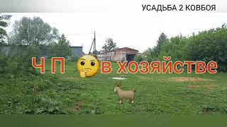 Рваная рана ноги у козы 🐐