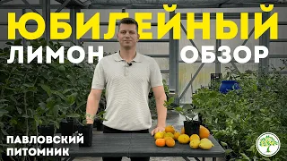 Лимон Юбилейный | Павловский питомник