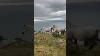 Carneddau ponies on the run