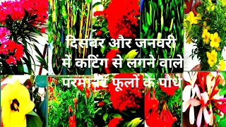 दिसम्बर,जनवरी में कटिंग से लगने वाले परमानेंटफूलों केपौधे  65महंगेफूलों के पौधे फ्री में तैयार करें