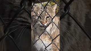 Have you ever heard a bobcat bark? #cats #animals