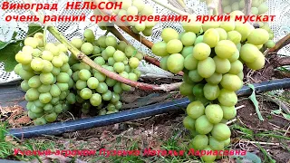 Виноград НЕЛЬСОН очень ранний срок созревания и один из лучших мускатов (Пузенко Наталья Лариасовна)