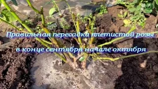 Правильная пересадка плетистой розы в конце сентября начале октября.  Питомник растений Е. Иващенко