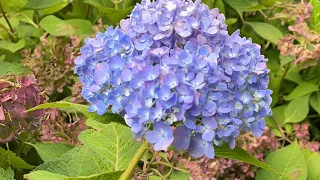 Hydrangea Questions Answered