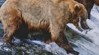 bear catching fish in waterfall | Grizzly Bears Catching Salmon | Nature's Great Events