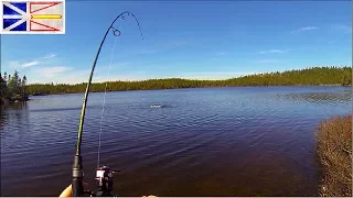 BIG Brown Trout On My FIRST CAST - Trout Fishing Newfoundland