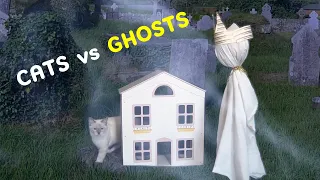 CATS ATTACK GHOSTS in GHOST TOWN / Cats and GHOSTS/  Ragdoll cats / Animal Cuteness Overload