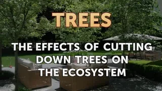 The Effects of Cutting Down Trees on the Ecosystem