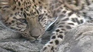 Amur leopard cub at Saint Louis Zoo