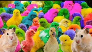 Amazing Transport millions of cute chickens, colorful chickens, cute ducks, rabbits, hamsters, l3