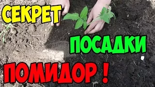 Посадка РАССАДЫ ПОМИДОР в Открытый Грунт / СЕКРЕТ урожайной ПОСАДКИ ТОМАТОВ !!!