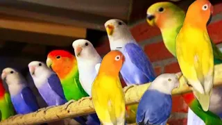 Secrets of Lovebird Behaviour: A Fascinating Colony Documentary