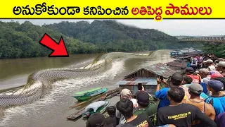 🔵 మనుషుల్ని కూడా చంపే అతిపెద్ద పాము | world's biggest snake caught on camera in telugu | giant snake