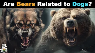 Are Bears Really Big Dogs?