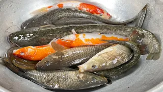 Kem Chanel thay nước cho bể bơi, giới thiệu các loại cá sông, cá nước ngọt: cá chép, cá trê, cá vàng