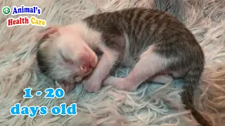 How Cutest Baby kittens 1 - 20 days old growing after rescue?