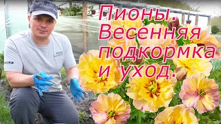 Пионы будут яркие и крупные! Весенняя подкормка и уход.