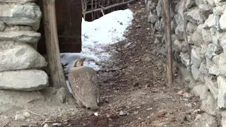 Кабки Дарии хонаги Домашняя  птица Улар  Domashnyaya khishchnaya ptitsa