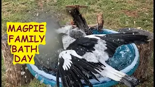 Australian magpie family bath day interrupted by rainbow lorikeets - birds having a blast in water