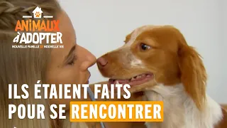 Ils étaient faits pour se rencontrer... - Animaux à Adopter