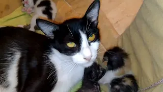 Mother Cat Is Looking Confused And Helpless When Her Kittens Don't Move