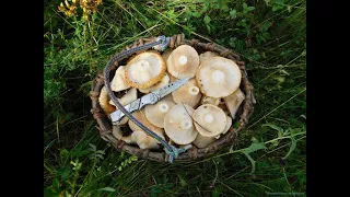 Груздей не море, а ОКЕАН! За грибами в лес! For mushrooms in the forest