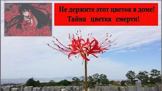 Легенда цветка смерти. Паучья лилия. Ликорис. Хиганбана. Licoris Flower of Death