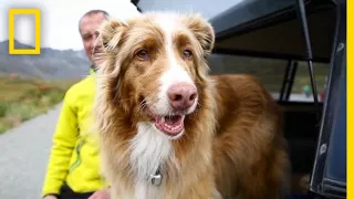 See How This Avalanche Rescue Dog Is Enjoying Her Retirement | Short Film Showcase