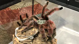 C. Versicolor pairing