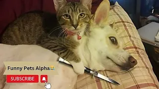 HILARIOUS CATS vs DOGS 😂🐱🐶 - Are They Best Friends or Fierce Enemies? Must-See 2024 Animal Comedy!