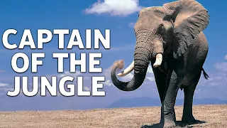 CAPTAIN OF THE JUNGLE | ELEPHANT | ANIMAL  | AFRICAN | JUNGLE
