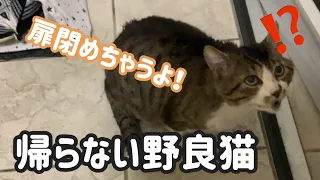 [番外編]野良猫ハウス♯21 玄関に居座る野良猫に扉を閉めていいのか聞いてみました。