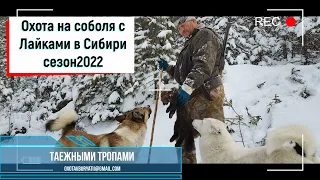 Охота на соболя с лайкой в Сибири. сезон 2022.