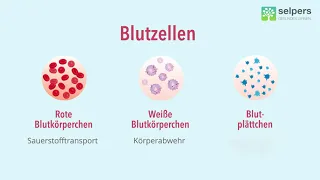 Blutbildung und Aufgaben von Blutzellen (MDS verstehen - Experte erklärt)