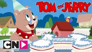 Tom & Jerry Show I Doğum Günü I Cartoon Network Türkiye