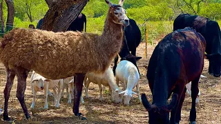 One Farm, One Family: Tina, Sheep, and Cows Integration Unleashed!