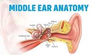 Eardrum to Ossicles: Understanding Middle Ear Structure