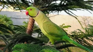 Parrot Chirping Loud
