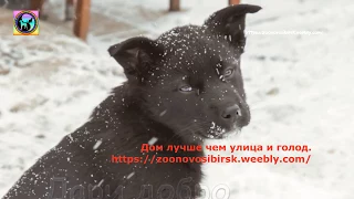 Самая грустная в мире собака жила на улице и спала на снегу Но одна женщина ее приютила в будку.