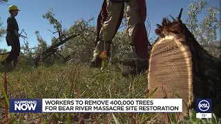 Conservationists begin to remove thousands of invasive trees at the Bear River Massacre Site