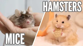 Mice VS Hamsters