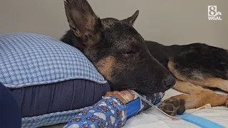 Beaten puppy recovering
