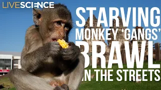 Starving Monkey Gangs Battle in Thailand as Coronavirus Keeps Tourists Away