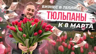 Бизнес на тюльпанах. Выгонка тюльпана к 8 марта. Выращивание и уход / Антон Пермяков