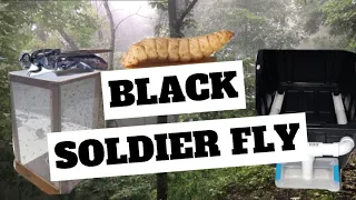 How to Start a Black Soldier Fly Larvae Colony