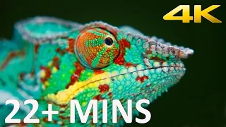 Sony 4K Demo 2013 (22+ minutes)