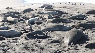 Elephant Seal Vista Point - January 2022