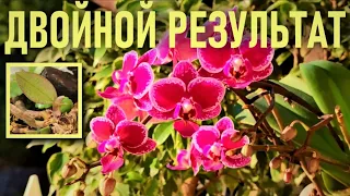 ДВОЙНОЙ РЕЗУЛЬТАТ ОТ ЦЕЛЕБНОГО СНАДОБЬЯ ДЛЯ ОРХИДЕЙ! РЕЗУЛЬТАТ👍НАСТОЙ ИЗ ЦВЕТОВ КЛЕВЕРА ДЛЯ ОРХИДЕЙ!